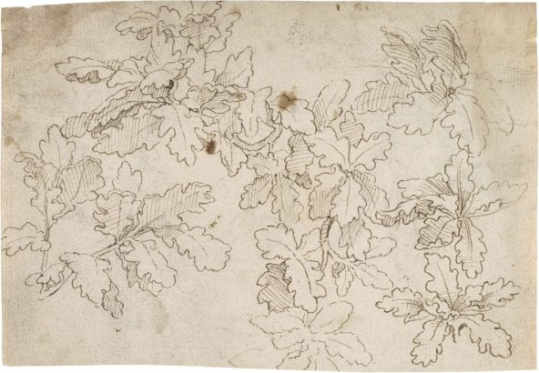 Crispijn de Passe the Elder, ﻿Studies of Oak Branches and Leaves, c. 1600, ﻿pen and brown ink